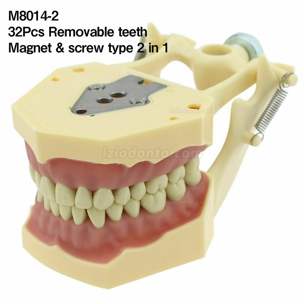 Restaurador Dentário Typodont Modelo 28/32 M8013 / M8014-2 Compatível com Frasaco ANA-4 / AG3